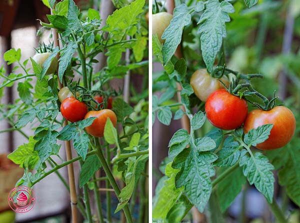 kremowy - pomidory