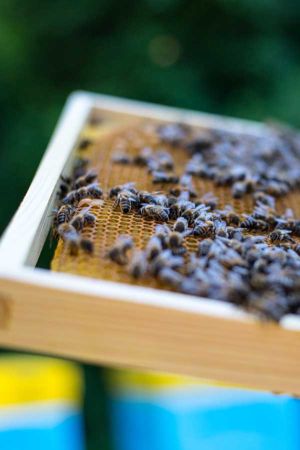 produkty pszczele w kuchni i domowej spizarni pyek pierzga propolis wyroznione