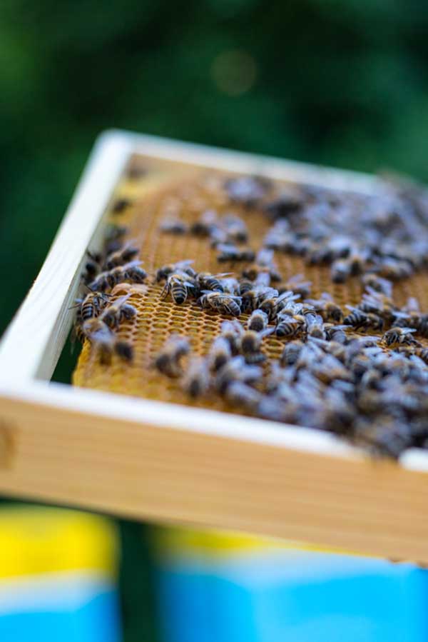 produkty pszczele w kuchni i domowej spizarni pyek pierzga propolis wyroznione