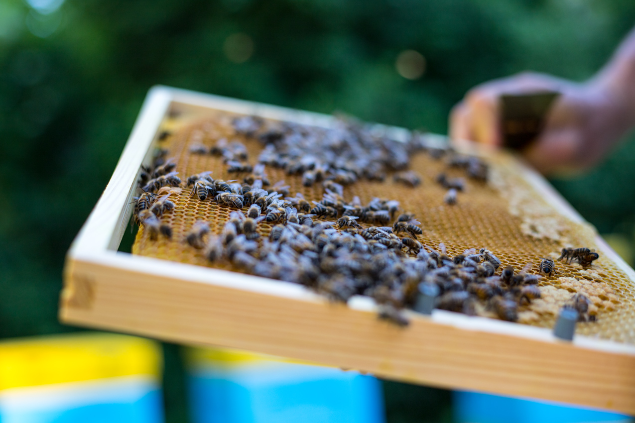 Produkty pszczele w kuchni i domowej spiżarni: pyłek, pierzga, propolis Produkty pszczele w kuchni i domowej spiżarni: pyłek, pierzga, propolis